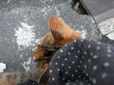 1006305.jpg