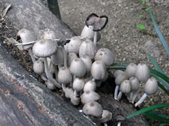 1007185.JPG