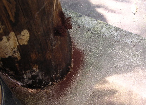 DSCN6011.jpg