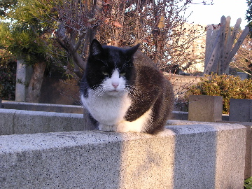 nyan02.jpg
