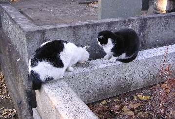 nyanpo1.jpg