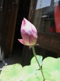 1107175.JPG